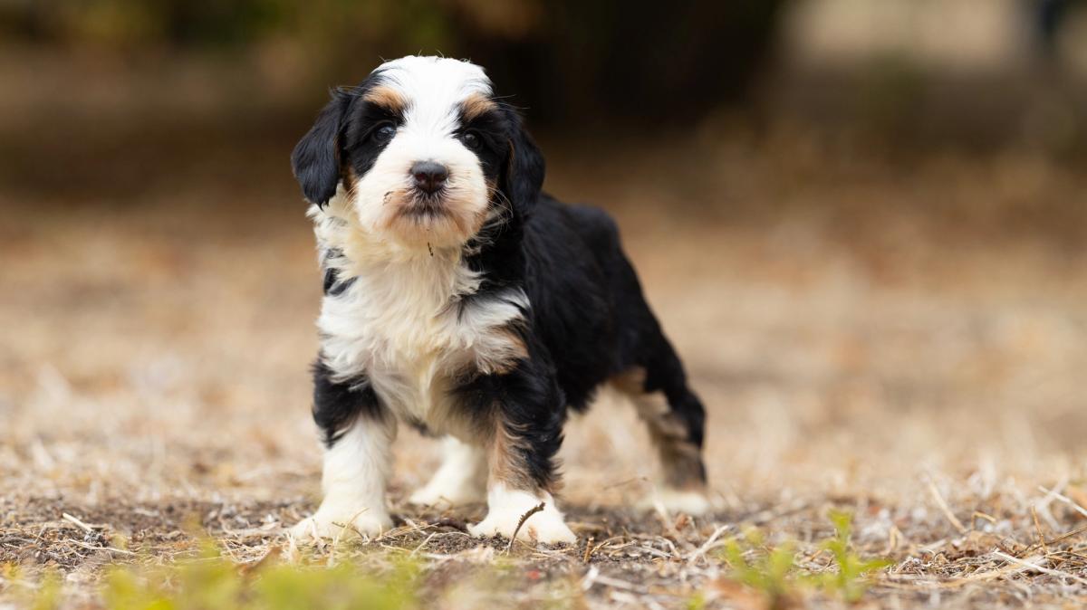 Bliss, chiot Bernedoodle femelle miniature au pelage noir tricolore