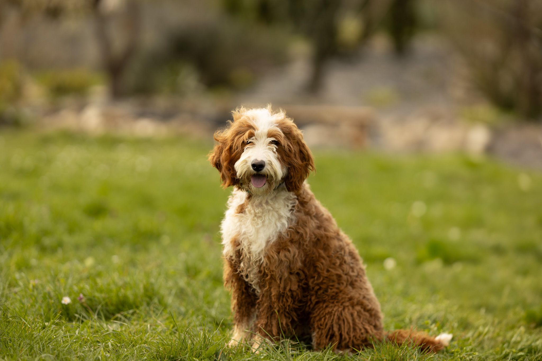 Bella, Australian Labradoodle femelle au poil bouclé caramel et blanc, assise dans un pré