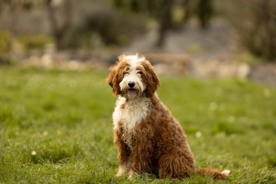 Bella, Australian Labradoodle femelle au poil bouclé caramel et blanc, assise dans un pré