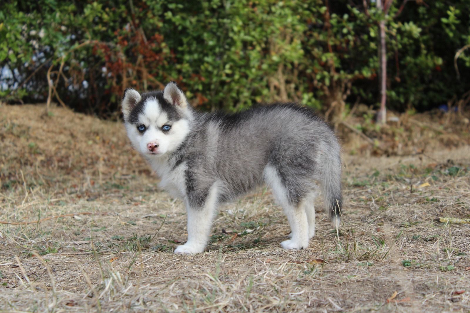 BASIL, chiot Pomsky mâle au pelage gris loup et blanc