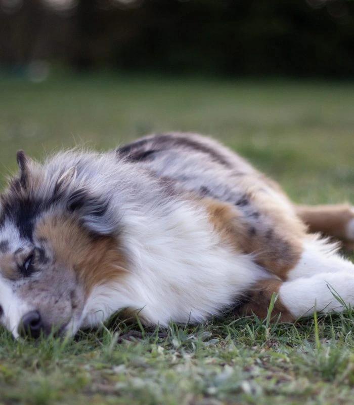 June, femelle Berger Américain Miniature bleu merle aux yeux bleus, 9 kg, 35 cm