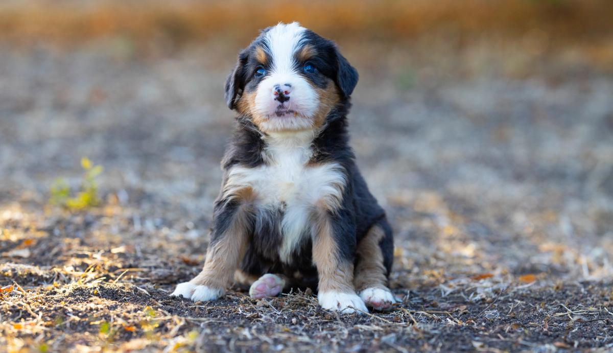 Teddy, chiot Bernedoodle mâle medium au pelage bleu merle