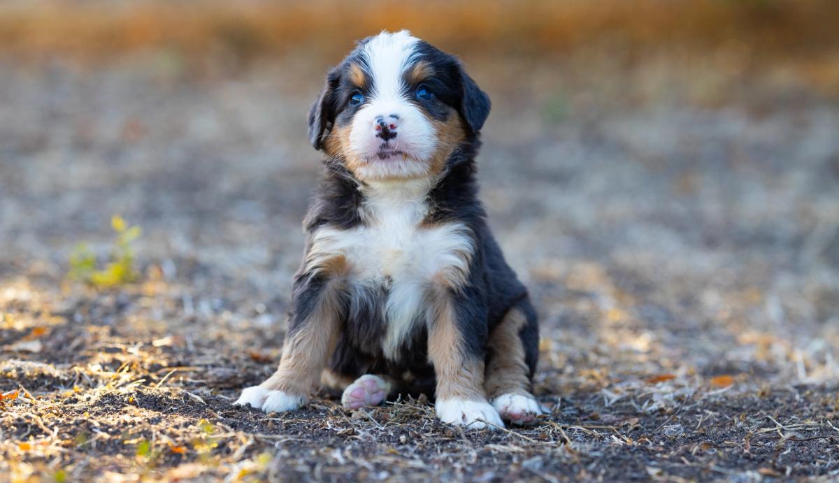 Teddy, chiot Bernedoodle mâle medium au pelage bleu merle