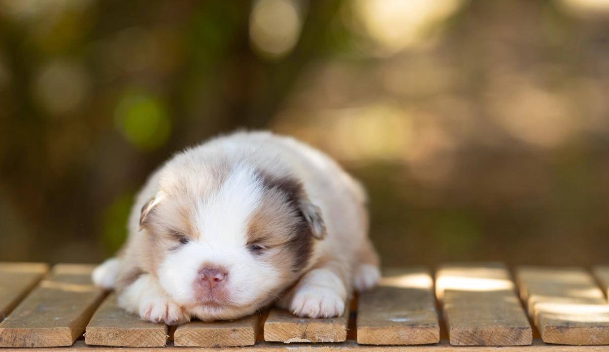 Bronx, chiot Berger Américain Miniature mâle miniature au pelage rouge merle