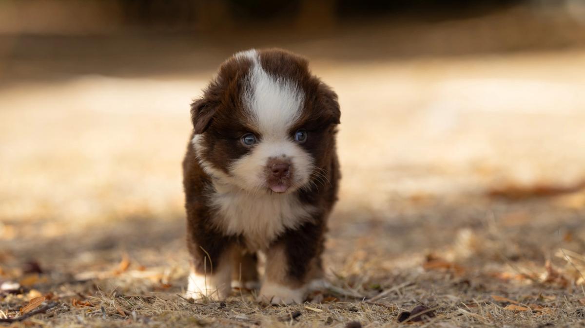 Bear, chiot Berger Américain Miniature mâle miniature au pelage rouge tricolore