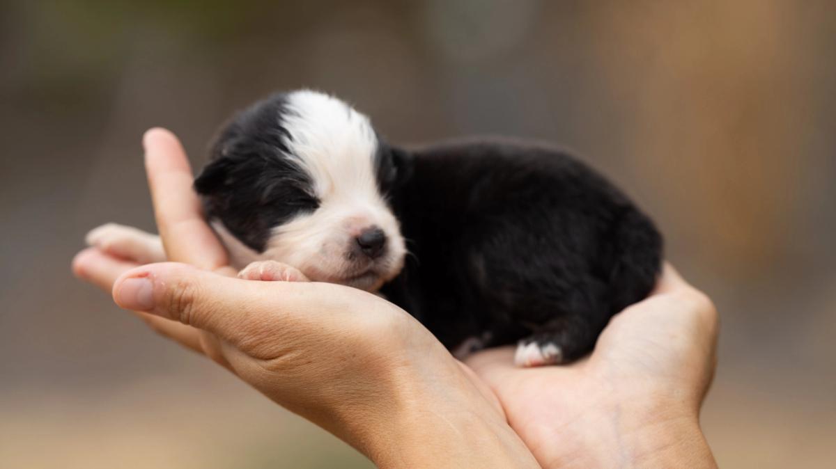 Bonnie, chiot femelle miniature au pelage noir tricolore