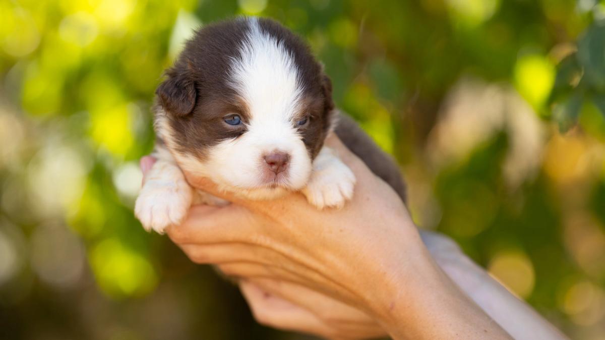 Buzz, chiot Berger Américain Miniature mâle miniature au pelage rouge tricolore