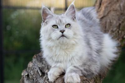 Maine Coon black silver shaded au poil long argenté, perché sur un tronc