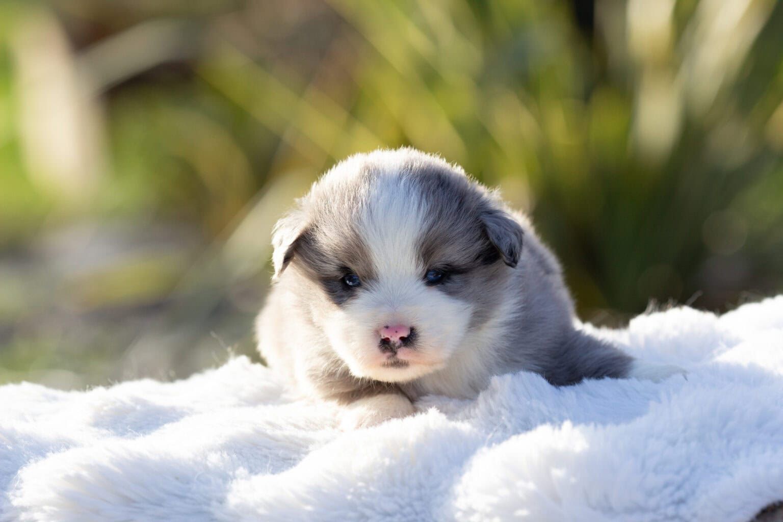Berger Australien Toy adulte dans le pré de l'élevage, robe bleu merle tricolore