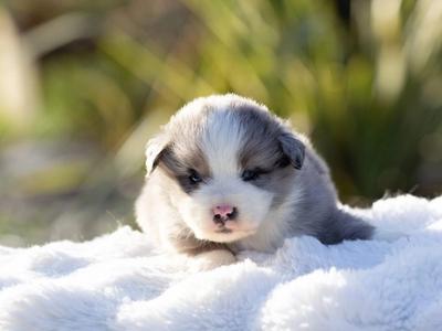 Berger Australien Toy adulte dans le pré de l'élevage, robe bleu merle tricolore
