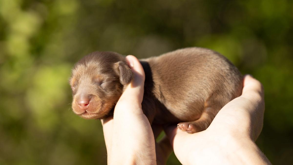 Oslo, chiot Teckel mâle kaninchen au pelage chocolat et tan