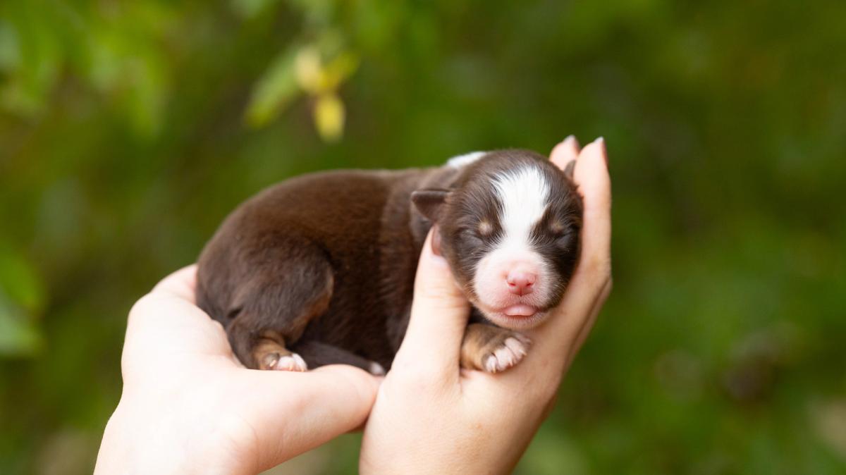 Belona, chiot Berger Américain Miniature femelle miniature au pelage rouge tricolore