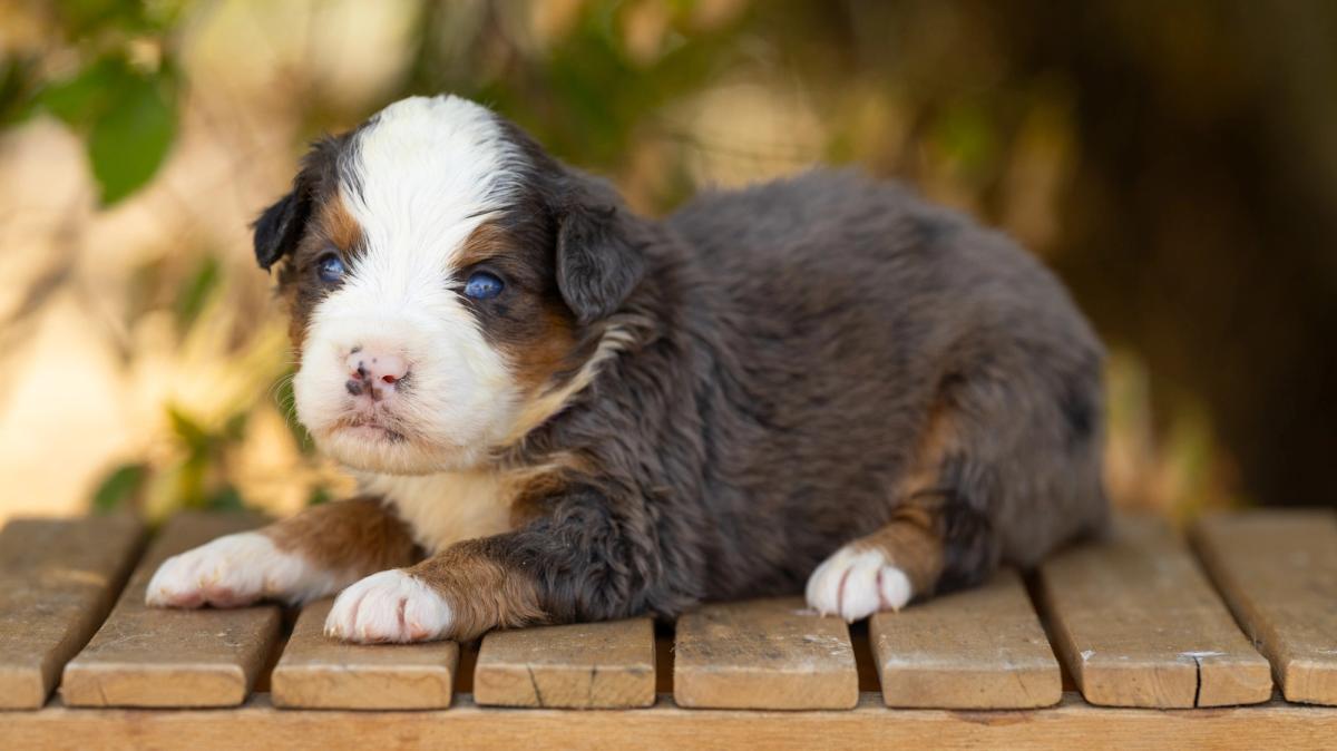 Milo, chiot Bernedoodle mâle medium au pelage bleu merle