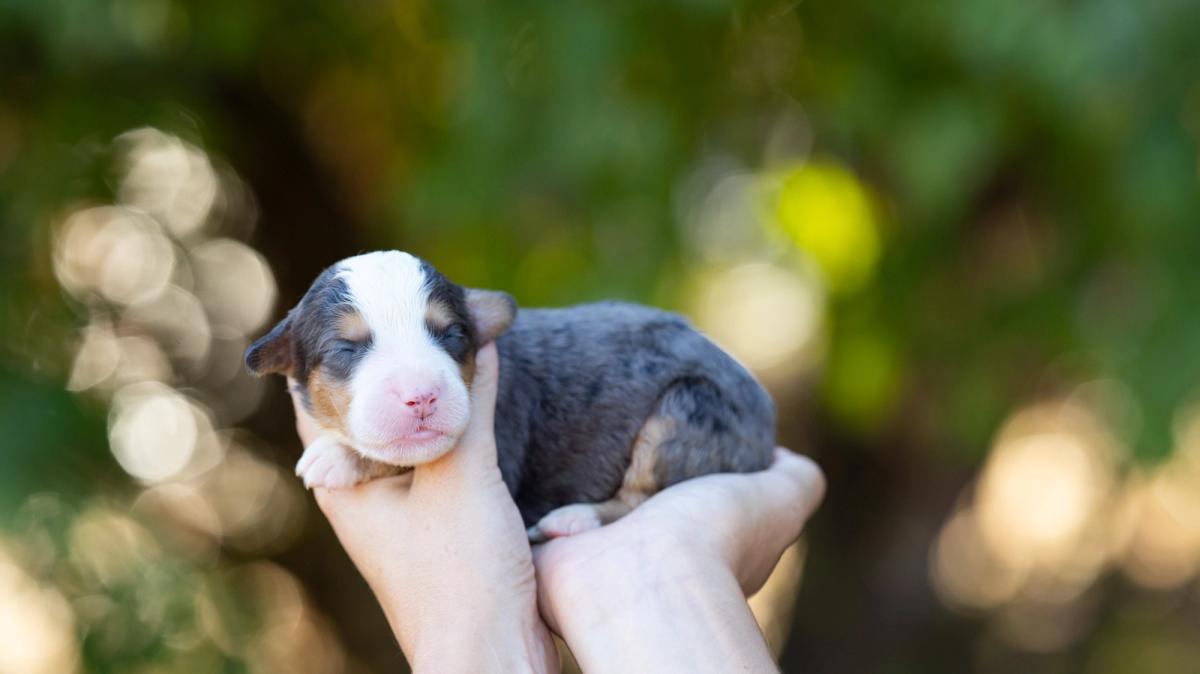 Blue, chiot mâle medium au pelage bleu merle