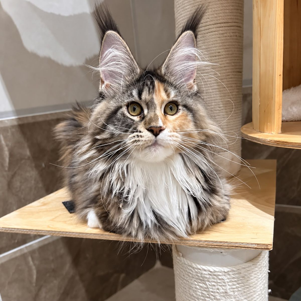 Aloha, Maine Coon femelle reproductrice