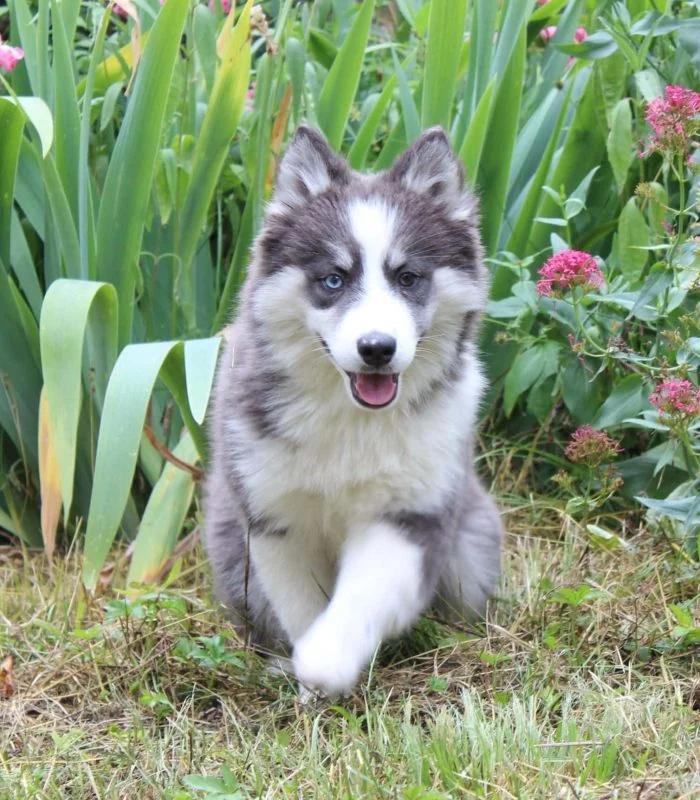 Fancy, a female Pomsky at the Royaume des Galopins kennel