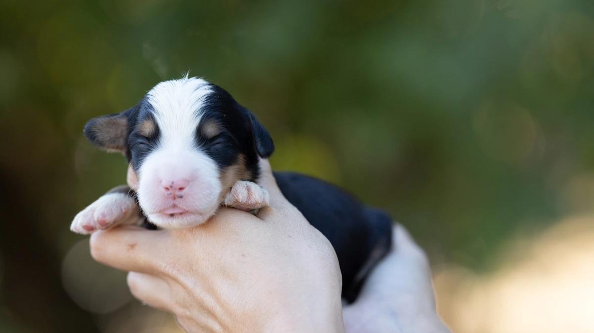 Rio, chiot mâle medium au pelage noir tricolore