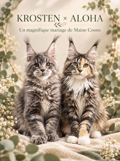 Portée Aloha et Krosten, chatons Maine Coon nés le 5 septembre 2026