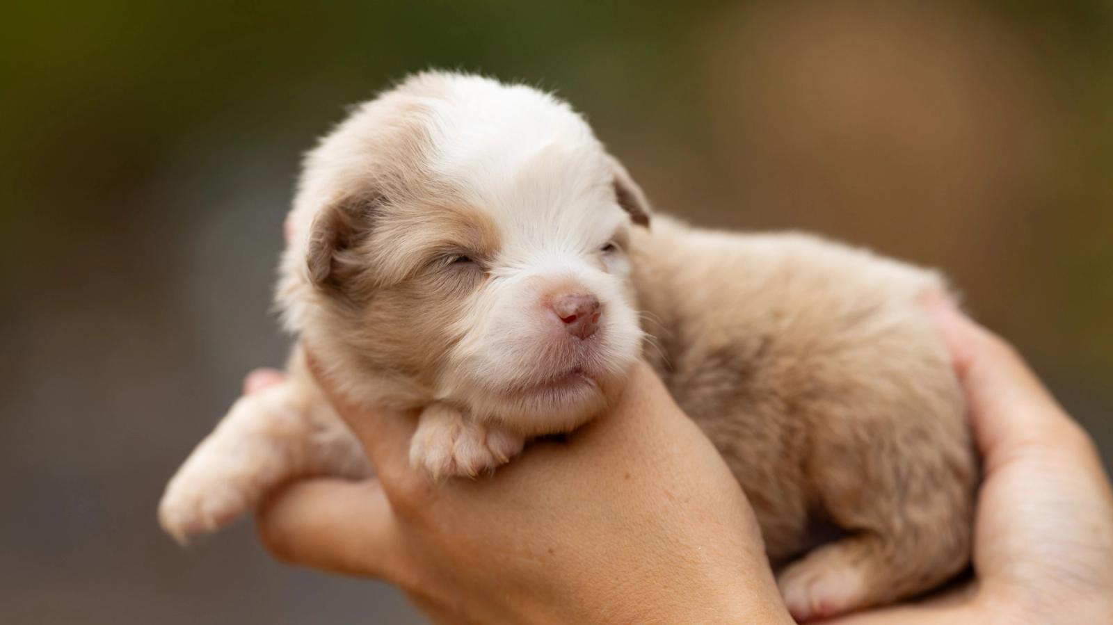 Bounty, chiot Berger Américain Miniature mâle miniature au pelage rouge merle