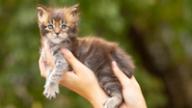 Portée Portées Maine Coon, chatons Maine Coon nés le 6 août 2026