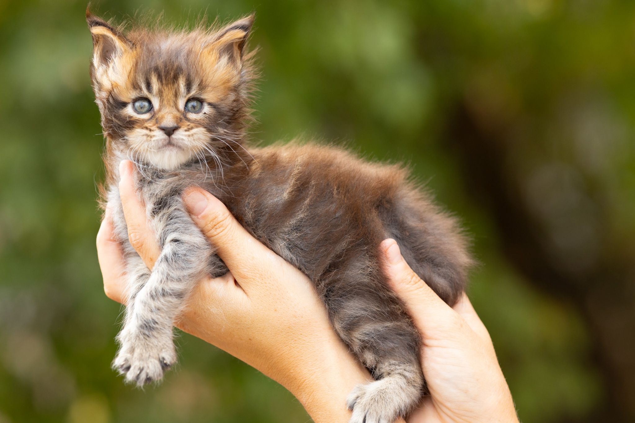 Portée Portées Maine Coon, chatons Maine Coon nés le 6 août 2026