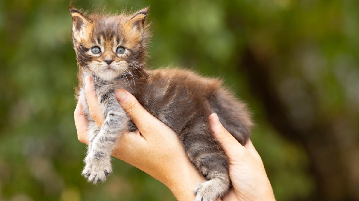 Billy, chaton Maine Coon femelle au pelage brown