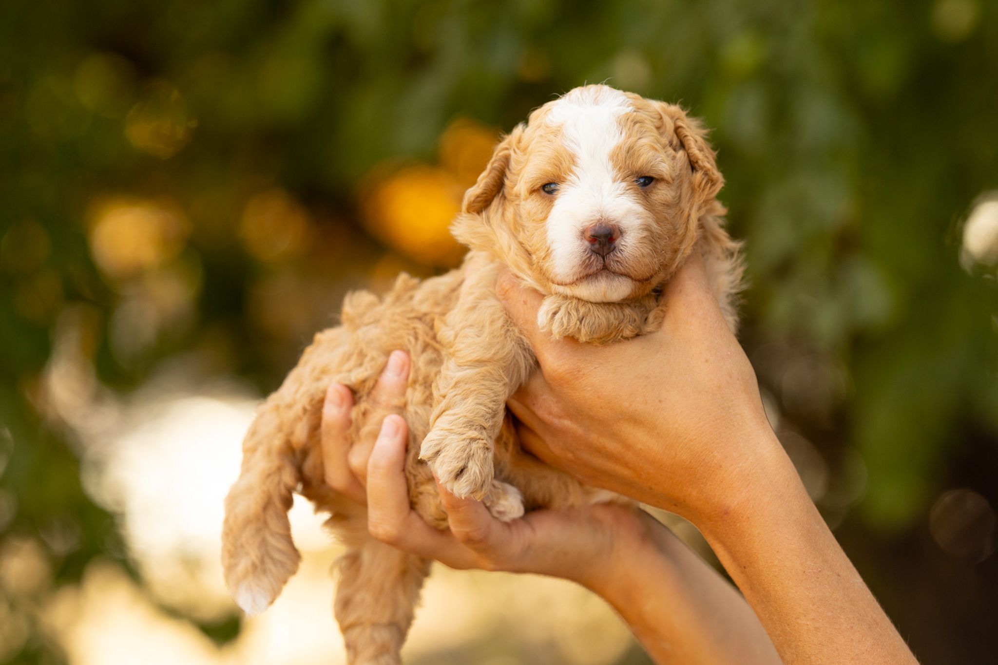 Chiot Bernedoodle mini au pelage bleu merle gris et blanc, debout dans l'herbe
