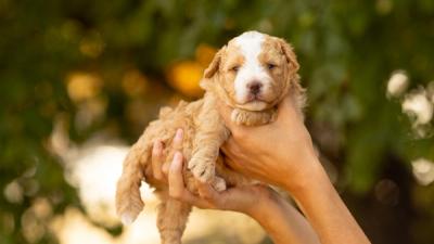 Chiot Bernedoodle mini au pelage bleu merle gris et blanc, debout dans l'herbe