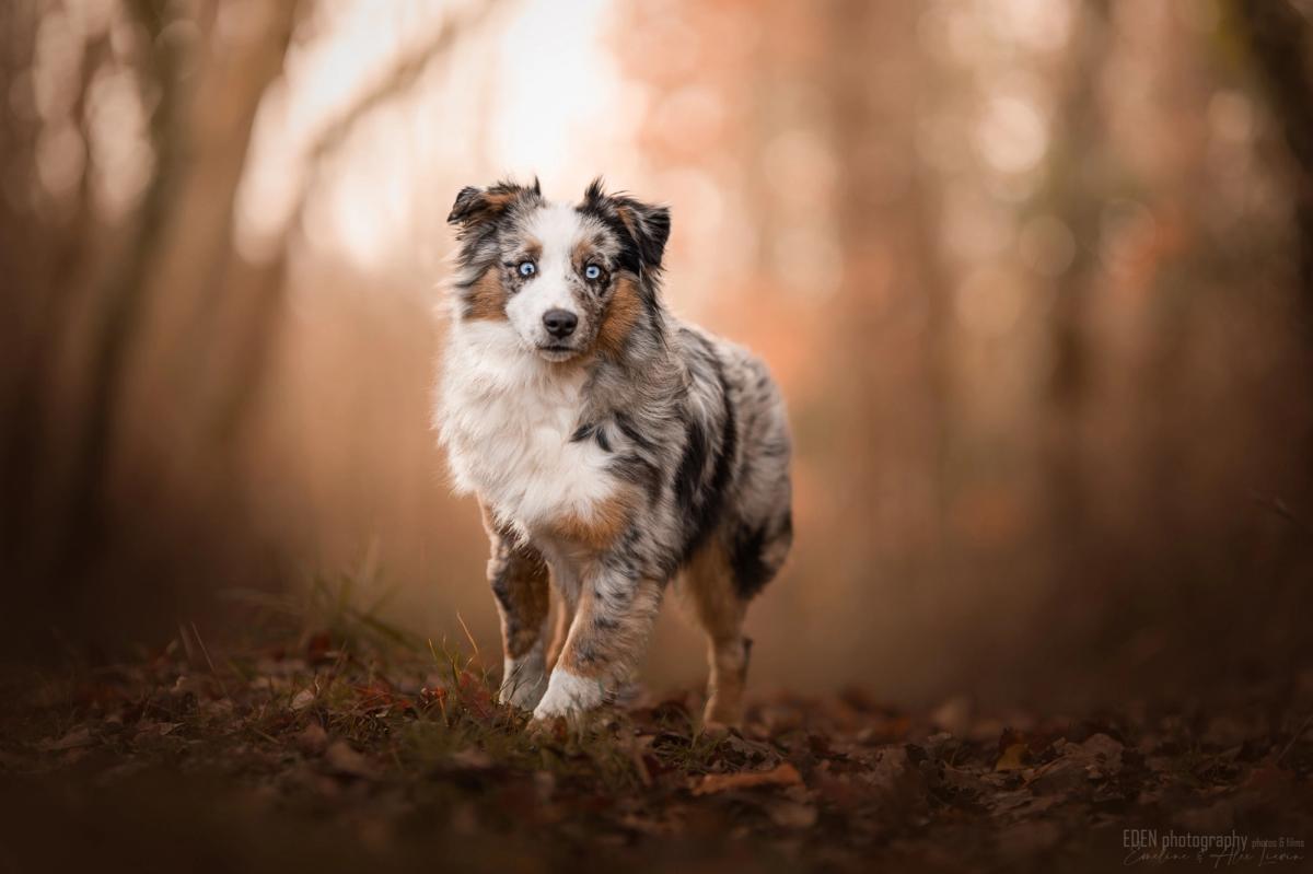 Tesla, femelle Berger Australien Toy bleu merle aux yeux particolores, 7 kg, 32 cm