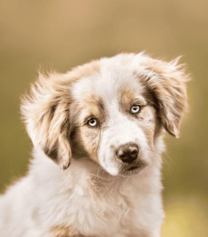 Amazon, a female Miniature American Shepherd at the Royaume des Galopins kennel