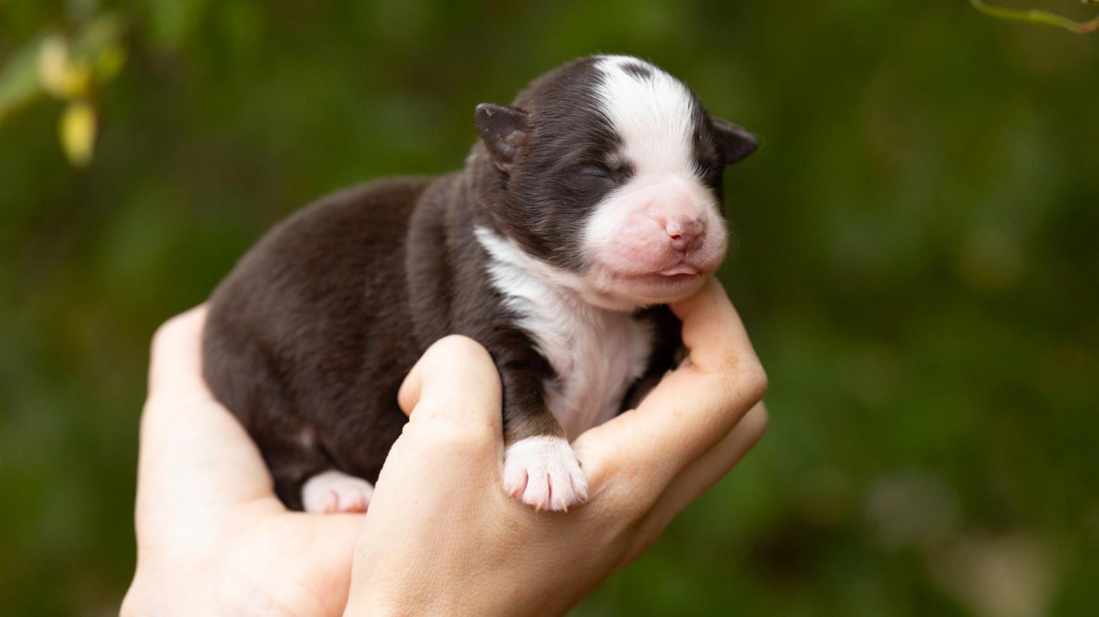 Bronx, chiot Berger Américain Miniature mâle miniature au pelage rouge tricolore