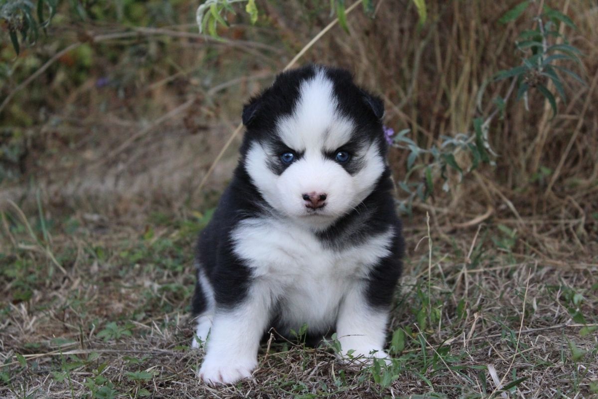 BOBBY, chiot Pomsky mâle au pelage noir et blanc