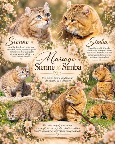 Portée Sienna et Simba, chatons Highland Lynx nés le 22 septembre 2026