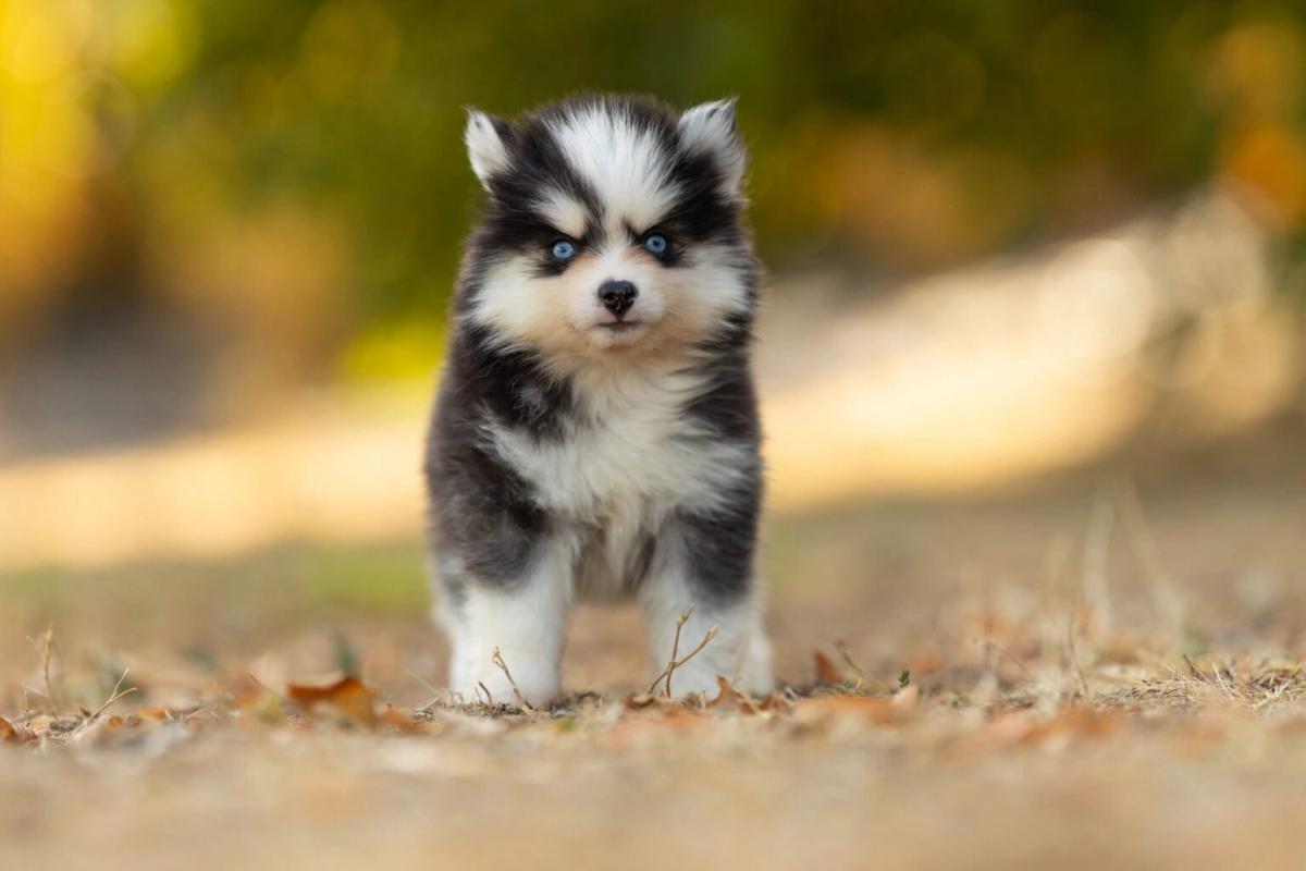 Balto, chiot Berger Américain Miniature mâle au pelage rouge tricolore et yeux verts 2