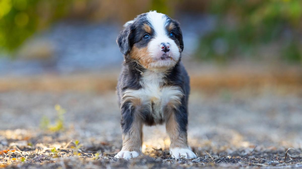 Teddy, chiot Bernedoodle mâle medium au pelage bleu merle