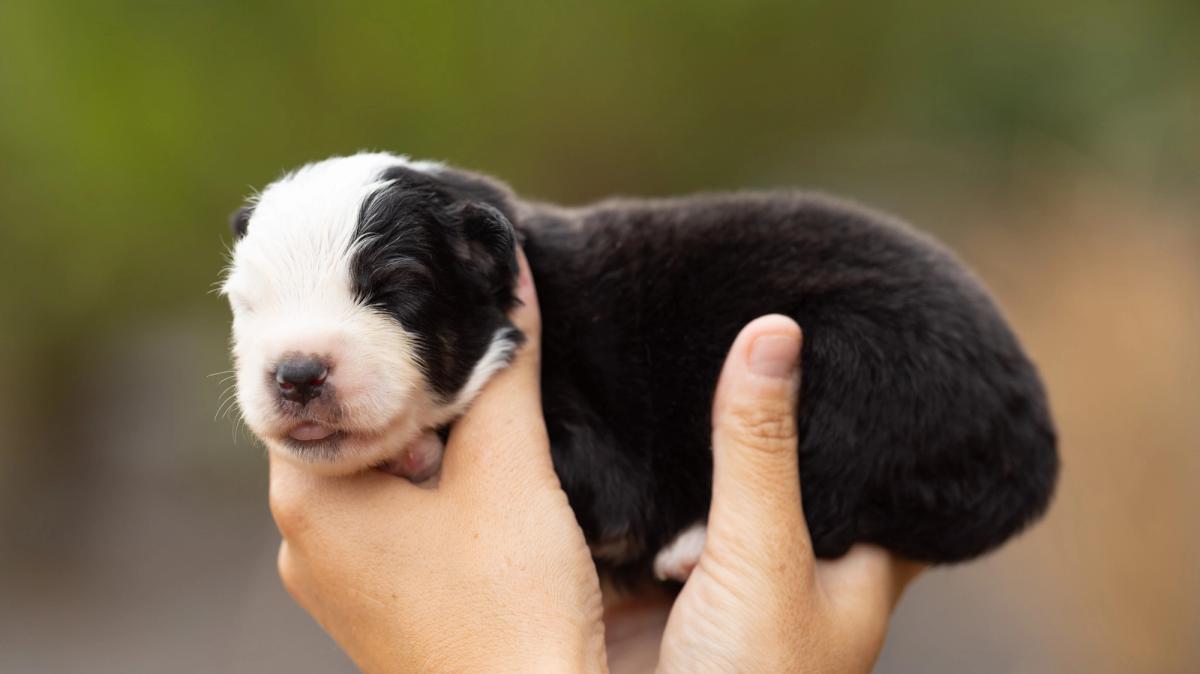 Buck, chiot mâle miniature au pelage noir tricolore