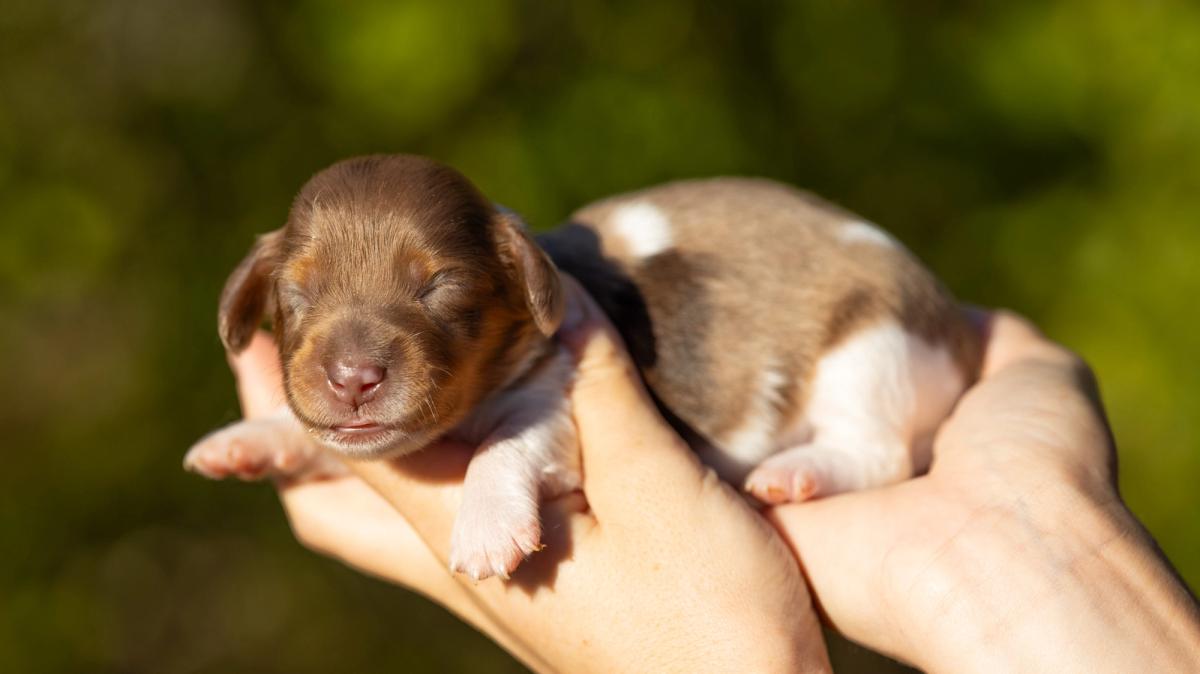 Bentley, chiot mâle miniature au pelage pieblald arlequin
