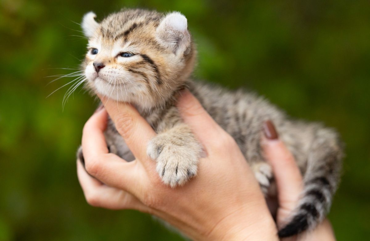 Patch, chaton Highland Lynx mâle au pelage brown spotted tabby - poly - queue longue