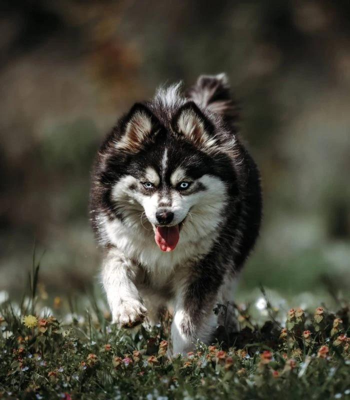Joya, a female Pomsky at the Royaume des Galopins kennel