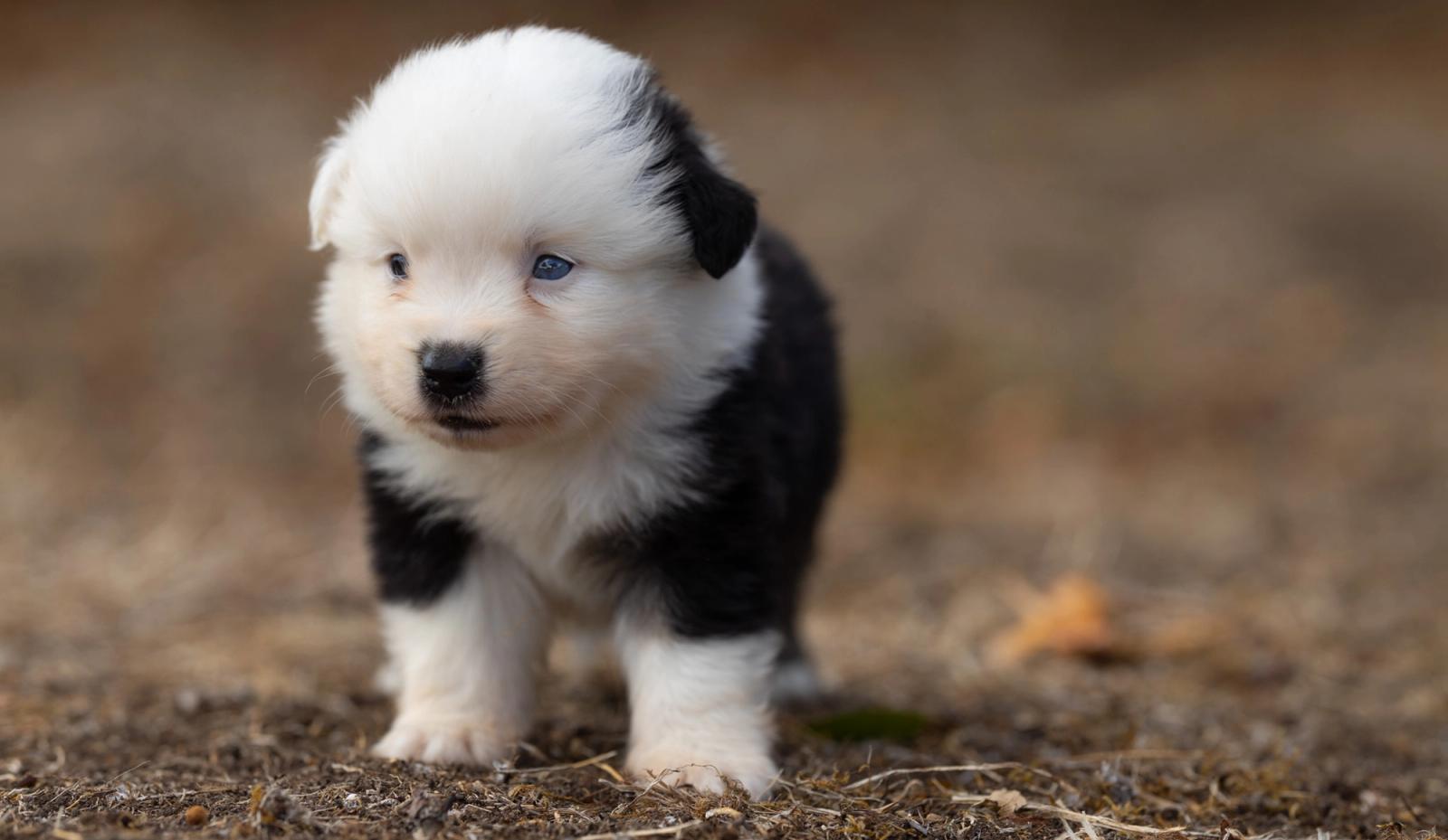 Bohème, chiot Berger Américain Miniature mâle miniature au pelage noir tricolore