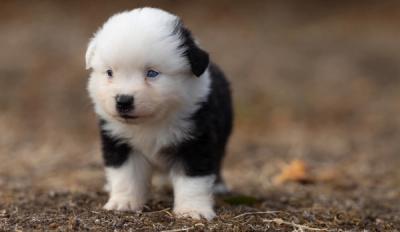 Bohème, chiot Berger Américain Miniature mâle miniature au pelage noir tricolore