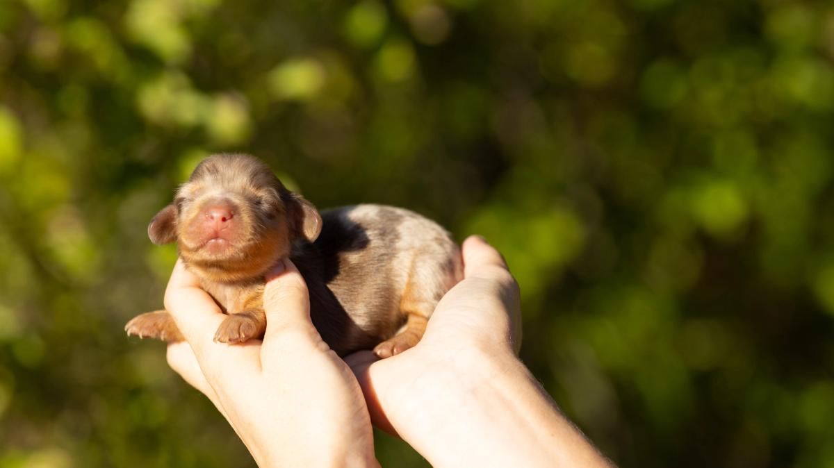 Nola, chiot Teckel femelle kaninchen au pelage arlequin chocolat