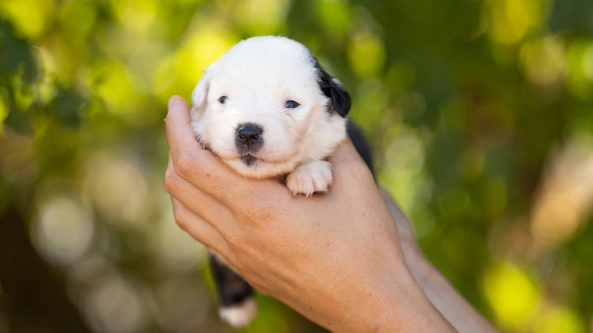 Buck, chiot Berger Américain Miniature mâle miniature au pelage noir tricolore