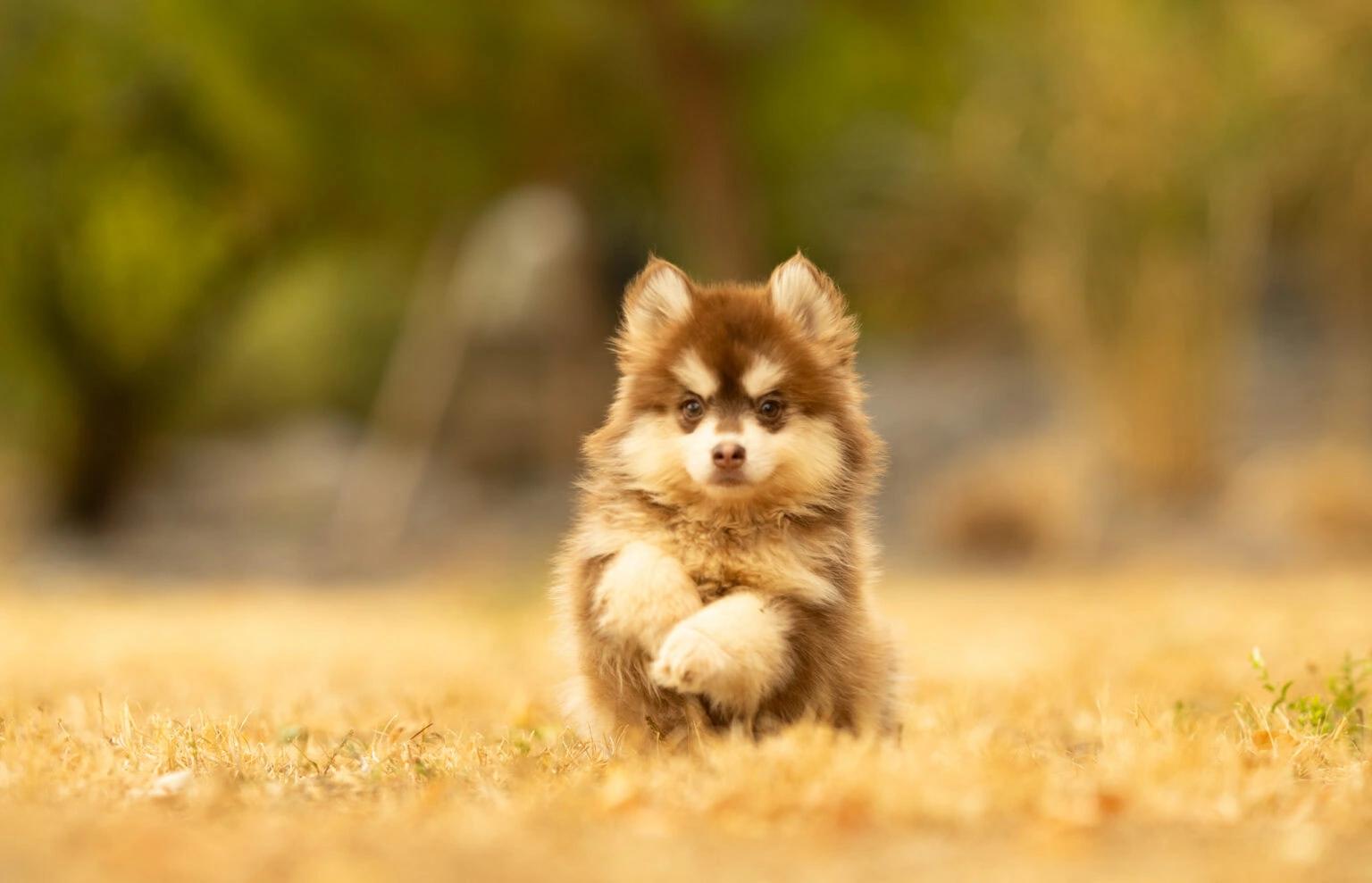 Bing, chiot Pomsky mâle Toy au pelage chocolat et blanc