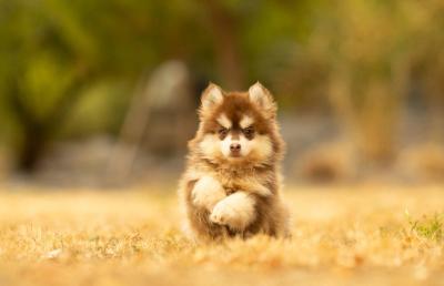 Bing, chiot Pomsky mâle Toy au pelage chocolat et blanc