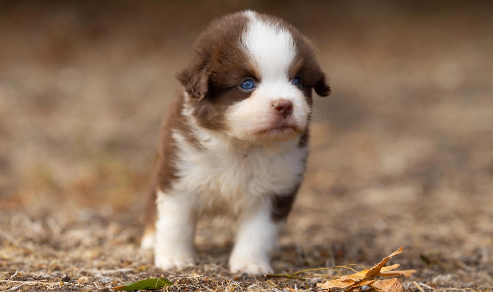 Buzz, chiot Berger Américain Miniature mâle miniature au pelage rouge tricolore