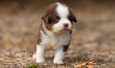 Buzz, chiot Berger Américain Miniature mâle miniature au pelage rouge tricolore