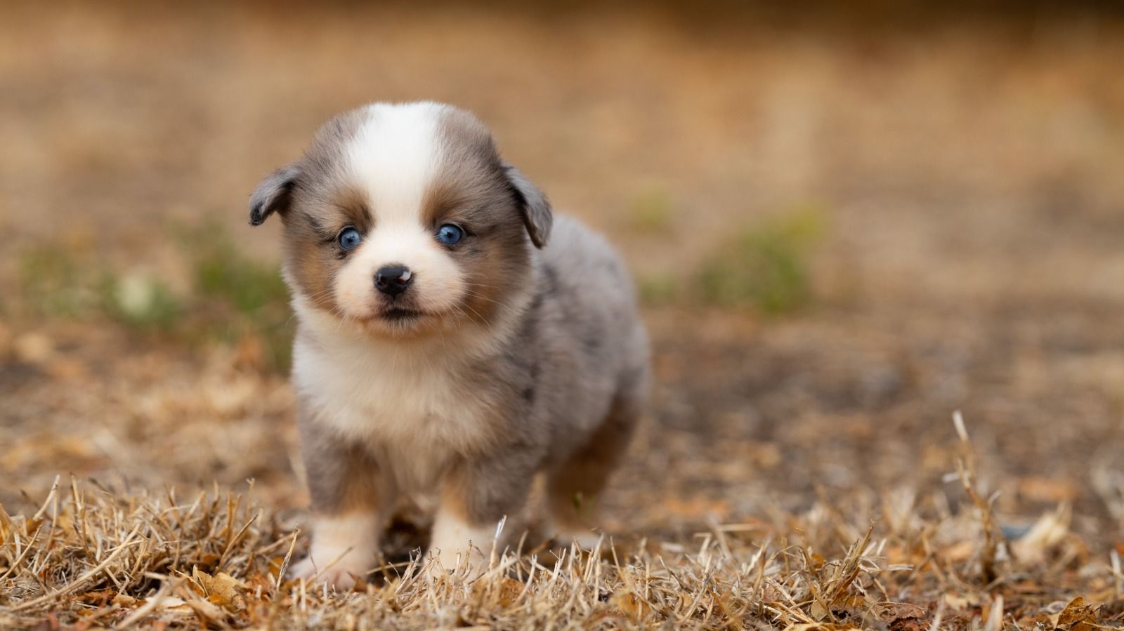 Bella, chiot Berger Américain Miniature femelle miniature au pelage bleu merle