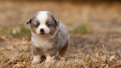 Bella, chiot Berger Américain Miniature femelle miniature au pelage bleu merle