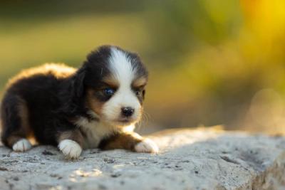 Chiot Berger Américain Miniature au pelage bleu merle, portrait rapproché